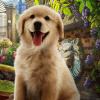 Pet Foster